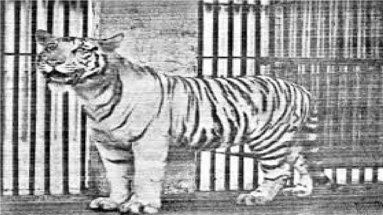 ಉಪವಾಸ ಮಾಡಿದ್ದ ವಿಶ್ವದ ಮೊದಲ ಬಿಳಿ ಹುಲಿ