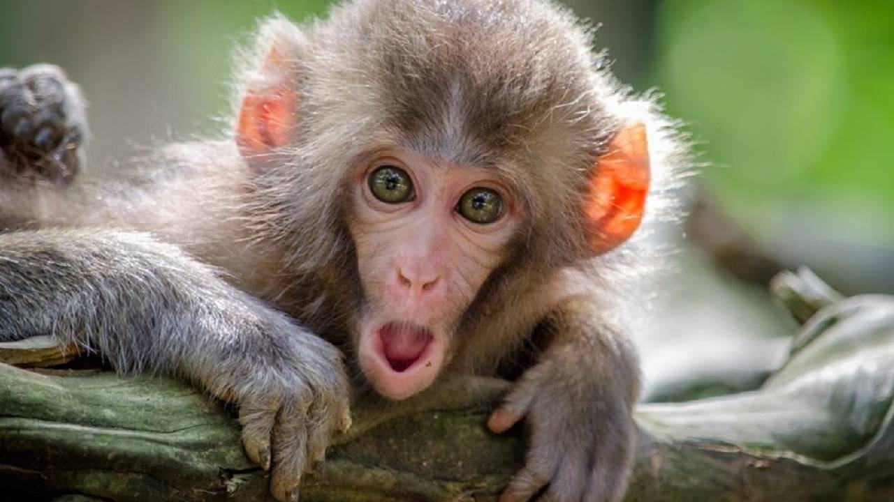 Monkey Disease: ಮಲೆನಾಡಿನಲ್ಲಿ ಮತ್ತೆ ಮಂಗನ ಕಾಯಿಲೆ ಆತಂಕ, 8 ಜನರಲ್ಲಿ ಕೆಎಫ್‌ಡಿ ವೈರಸ್