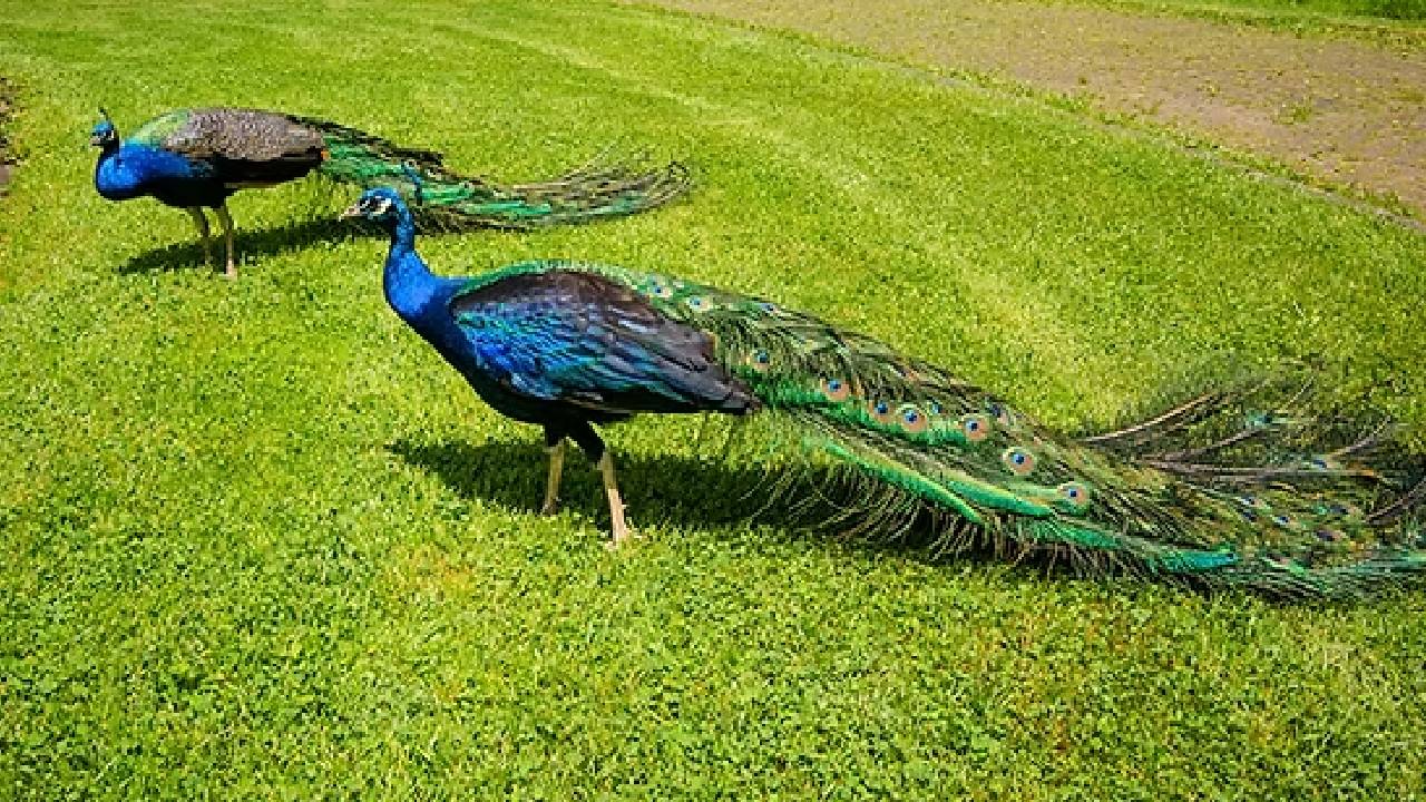 ತುಮಕೂರು ಜಿಲ್ಲೆಯಲ್ಲಿ 19 ನವಿಲುಗಳು ನಿಗೂಢ ಸಾವು