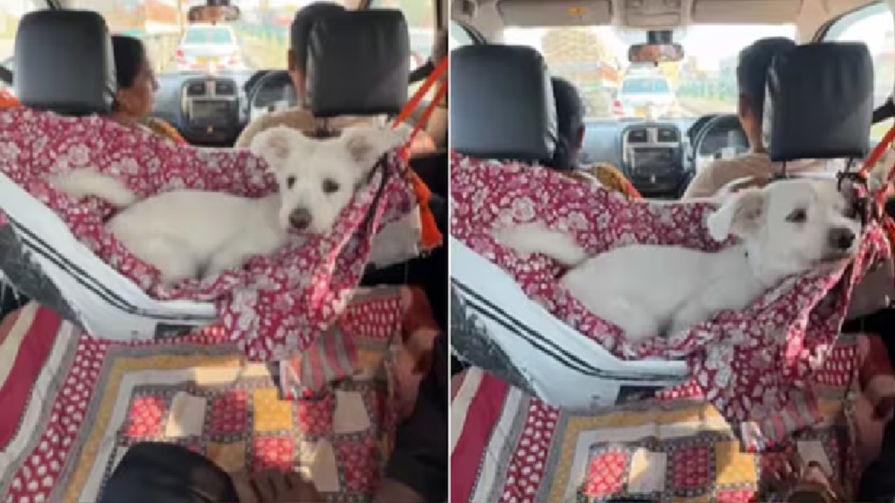 Viral Video: ಪೆಟ್‌ ಲವ್ವರ್ಸ್‌ ನೋಡಲೇಬೇಕು ಈ ವಿಡಿಯೊ! ಶ್ವಾನದ ಜೊತೆ ಟ್ರಾವೆಲ್‌ ಮಾಡೋರಿಗೆ ಇಲ್ಲಿದೆ ಕ್ರಿಯೇಟಿವ್ ಹ್ಯಾಕ್