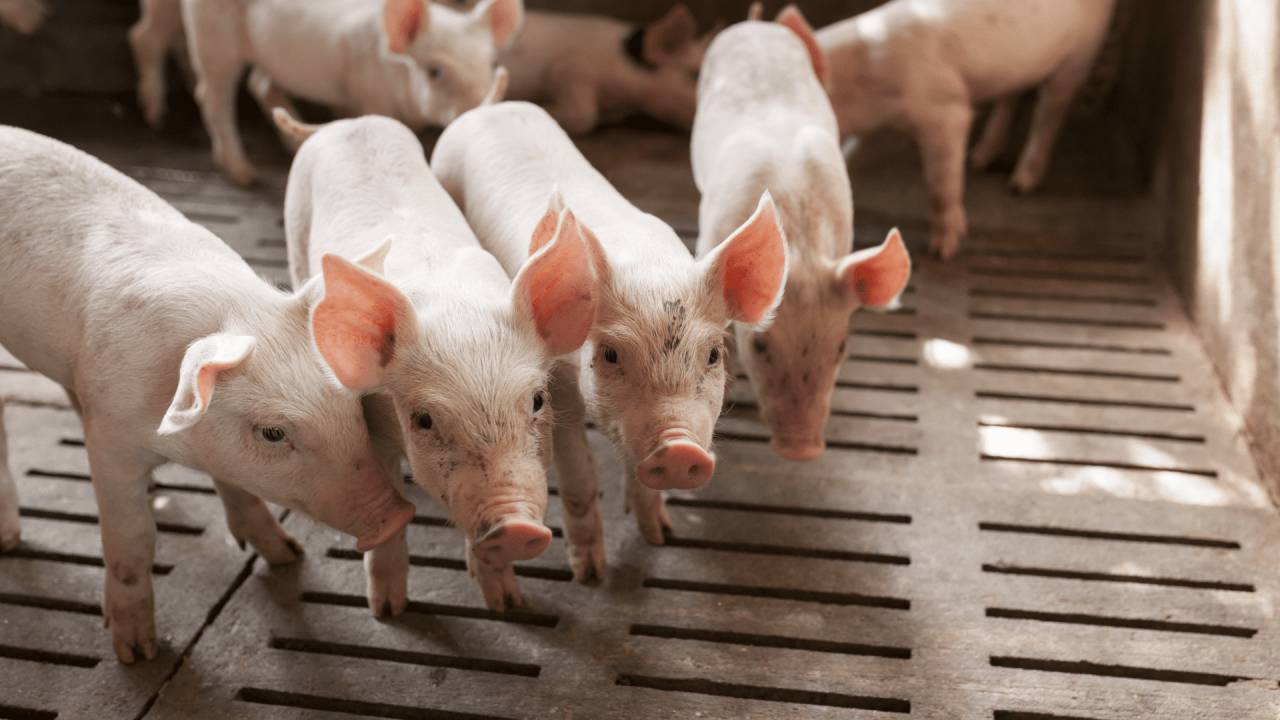 African Swine Fever: ಕೊಡಗಿನಲ್ಲಿ ಆಫ್ರಿಕನ್ ಹಂದಿಜ್ವರ, ನೂರಾರು ಹಂದಿಗಳ ಸಾವು