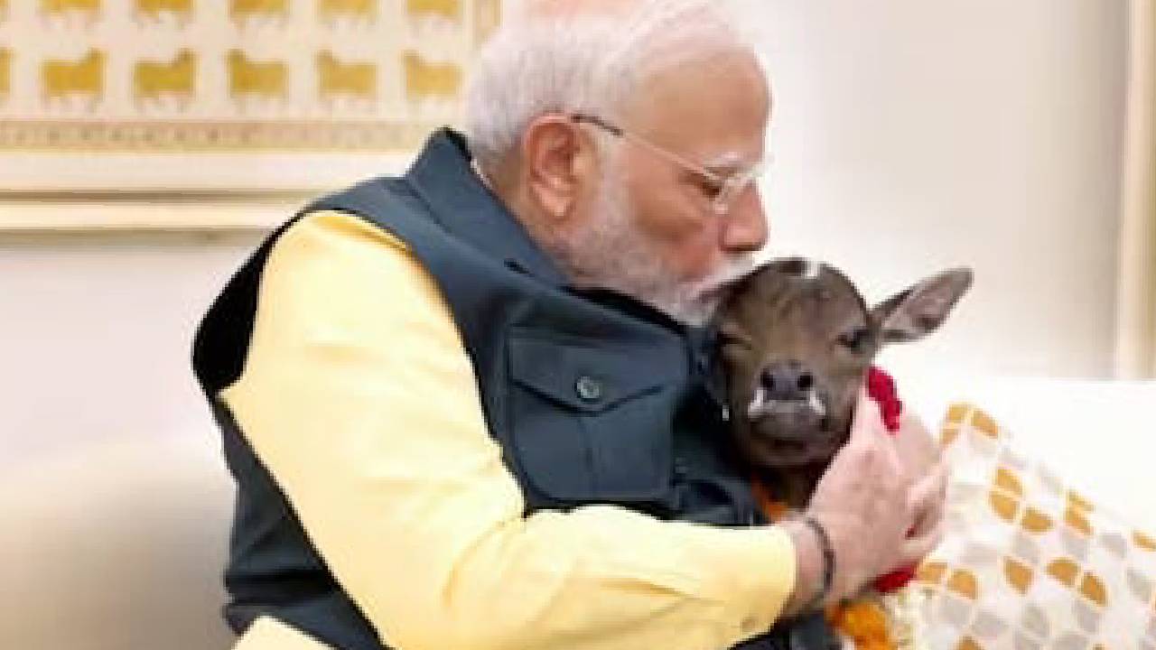 ಪ್ರಾಣಿಪ್ರಿಯರಿಗೆ ದನಗಳ ಮೇಲೆ ಏಕೆ ಪ್ರೀತಿ ಇರಲ್ಲ? ಮೋದಿ ಖಡಕ್‌ ಪ್ರಶ್ನೆ