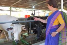 ಕೇರಳದ ಕೊಟ್ಟಿಗೆಯಲ್ಲಿ ಆಲಿಯಾ ಭಟ್ ಭೇಟಿಯಾದ ಪ್ರಿಯಾಂಕಾ ಗಾಂಧಿ!