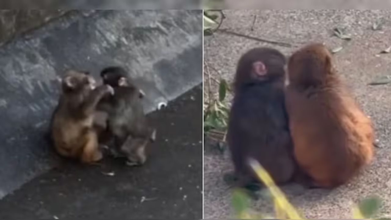 ಜಪಾನ್‌ನ ಕೋತಿ ಮರಿ ಪಂಚ್‌ಗೆ ಸಿಕ್ಕಿದ್ದಾಳೆ ಗೆಳತಿ