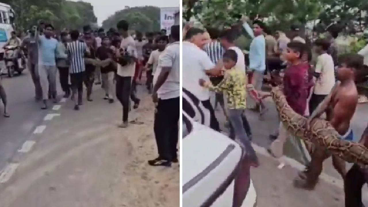ಮಕ್ಕಳ ಕೈಯಲ್ಲಿ ದೈತ್ಯ ಹೆಬ್ಬಾವು; ಏನಿದು ವಿಡಿಯೊ?