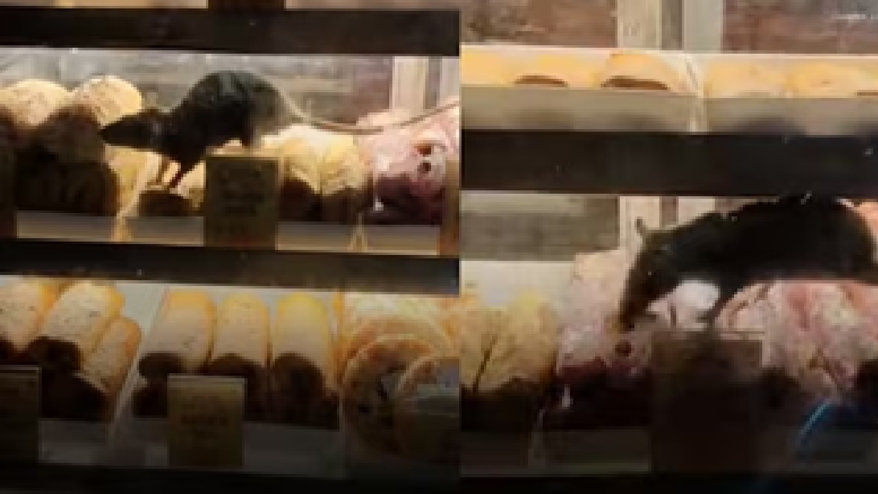 ಅಂಗಡಿಯೊಂದರಲ್ಲಿ ಸಿಹಿ ತಿನಿಸುಗಳ ಮೇಲೆ ಓಡಾಡಿದ ಇಲಿ