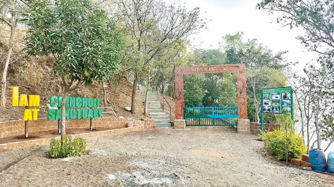 Safari: ಬಿಸಿಲ ನಾಡಲ್ಲಿ ಈಗ ʼಜಂಗಲ್ ಸಫಾರಿʼ ಸದ್ದು  !