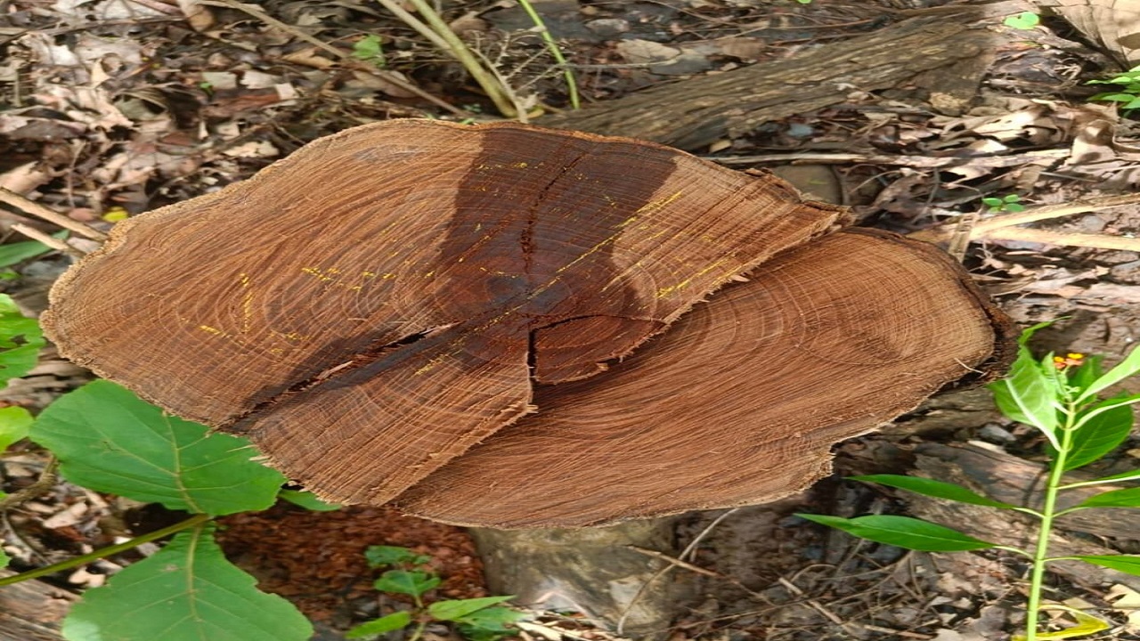 ಲಕ್ಷಾಂತರ ರೂ ಮೌಲ್ಯದ ಸಾಗುವಾನಿ ಮರ ಕಡಿತಲೆ