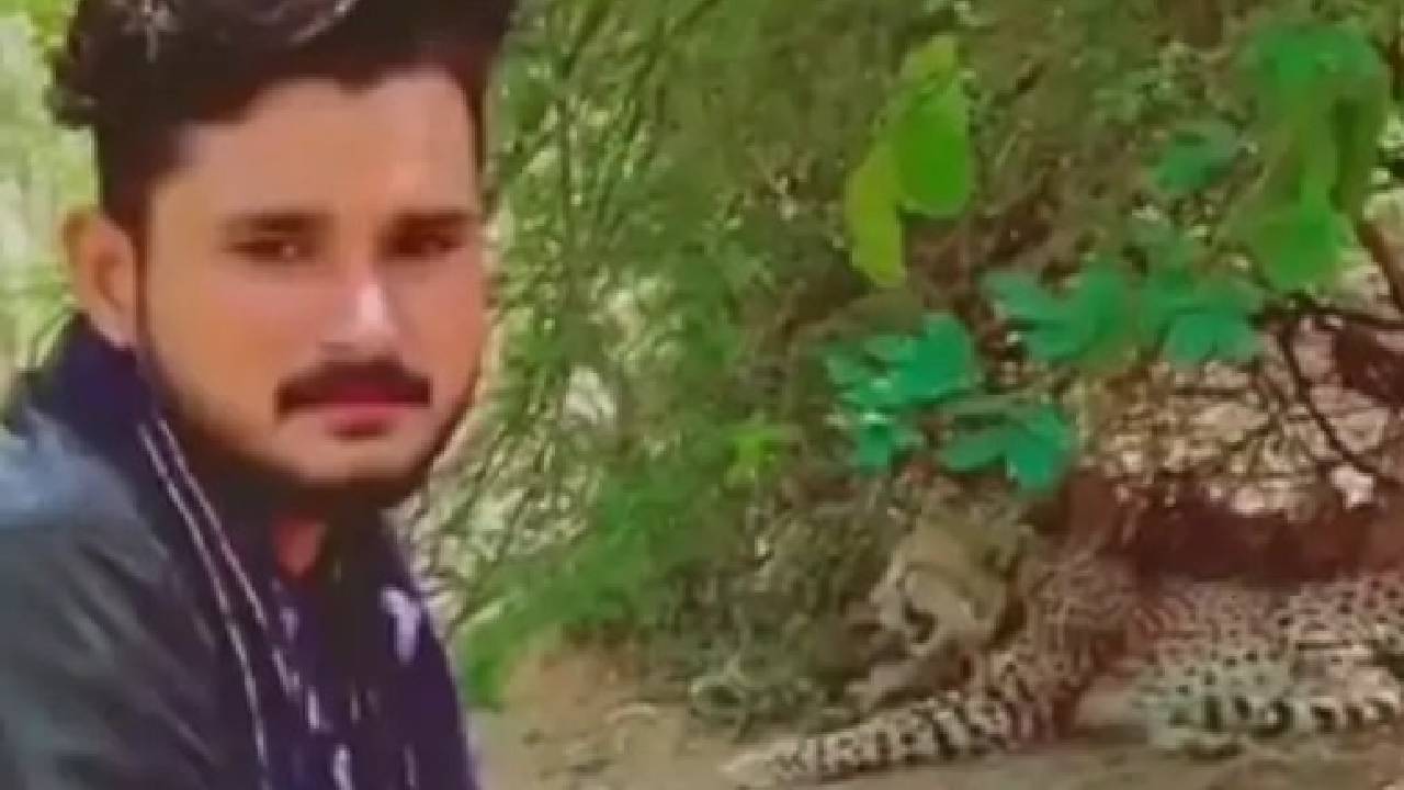 ಮರಿಗಳ ಜತೆ ಇದ್ದ ಚಿರತೆ ಬಳಿ ಹೋಗಿ ವಿಡಿಯೊ ಮಾಡಿದ ಭೂಪ