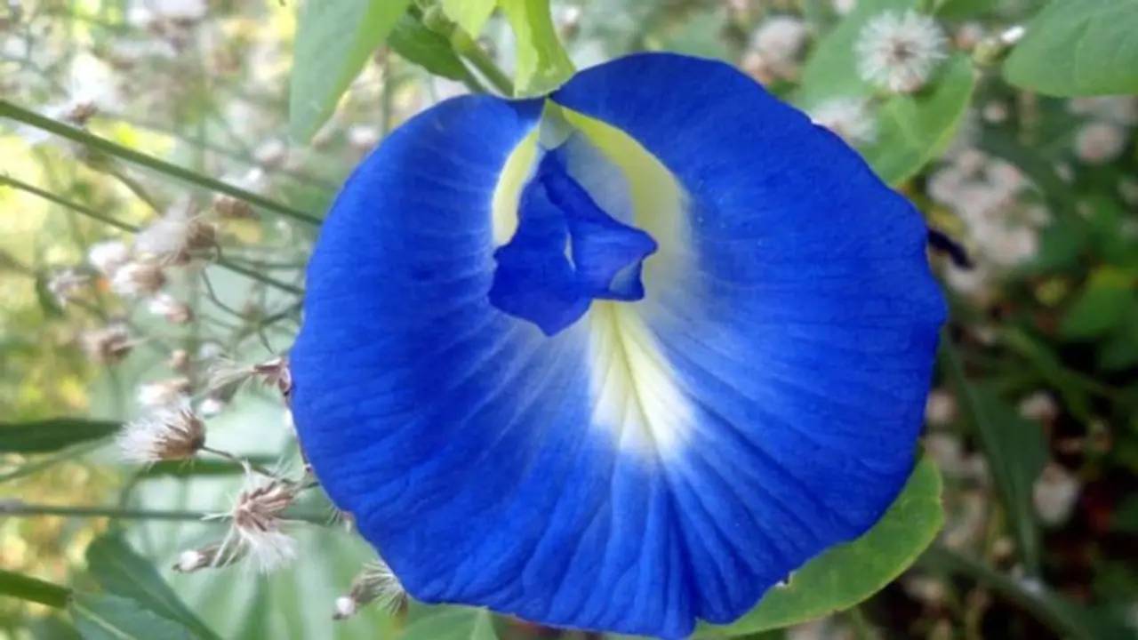 ಶಂಖ ಪುಷ್ಪ ಚಹಾದ ಉಪಯೋಗವೇನು?