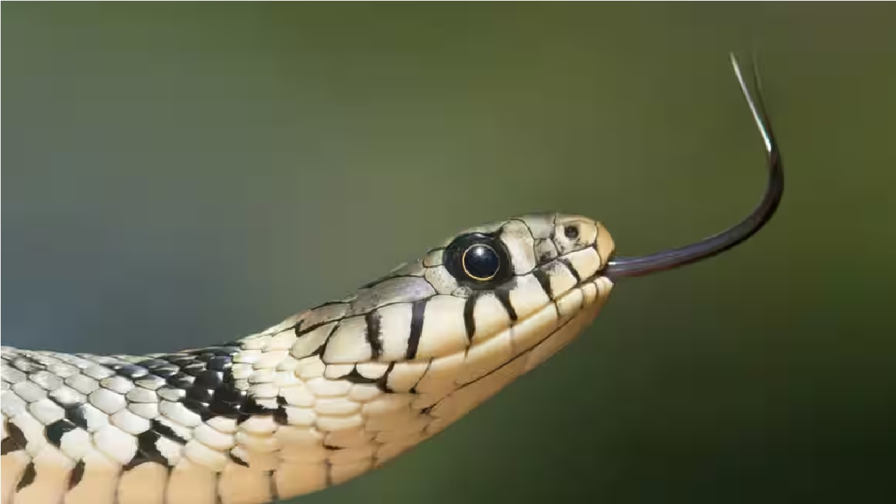 ನಾಗರಹಾವನ್ನು ಕಚ್ಚಿ ಕೊಂದ ಒಂದು ವರ್ಷದ ಮಗು
