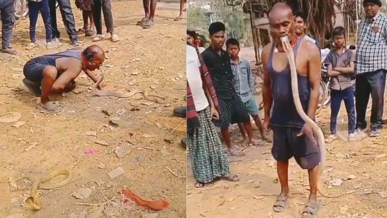 ಕೈಯಿಂದಲ್ಲ, ಬಾಯಿಯಿಂದ ನಾಗರಹಾವನ್ನು ಹಿಡಿದ ವ್ಯಕ್ತಿ; ಮೈಜುಮ್ಮೆನ್ನಿಸುವ ವಿಡಿಯೊ ವೈರಲ್
