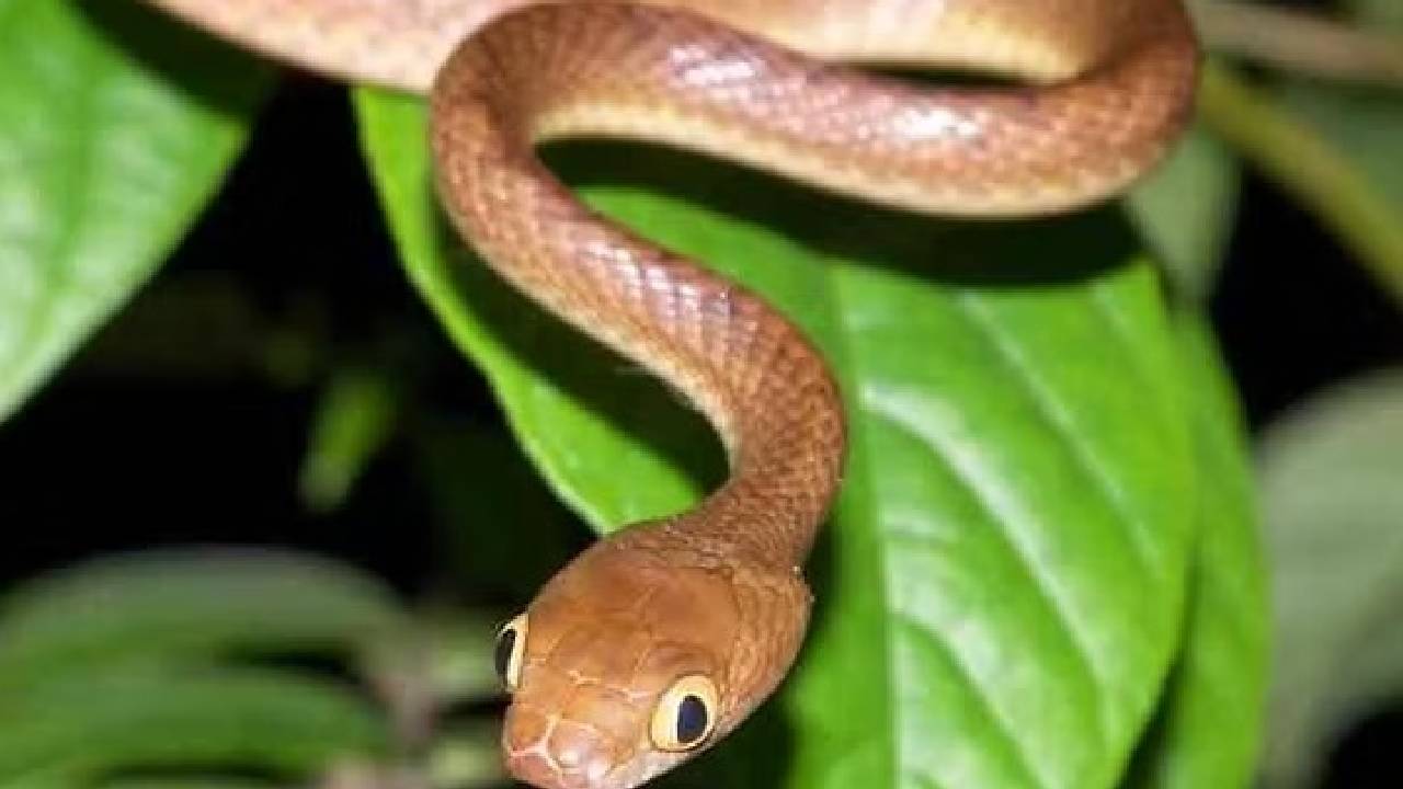 ನದಿಯ ದಂಡೆ ಮೇಲೆ ಕುಳಿತಿದ್ದವ ಹಾವಿನಿಂದ ಜಸ್ಟ್ ಮಿಸ್!