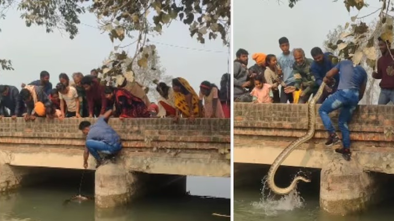 ಒಂದೇ ಕೈಯಲ್ಲಿ ಹೆಬ್ಬಾವನ್ನು ಹೊರಗೆಳೆದ ಭೂಪ!