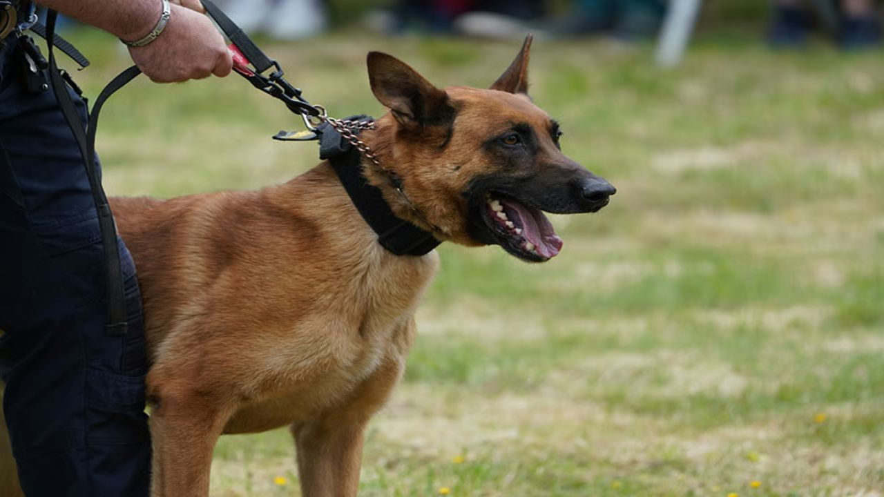 ಒಂದು ಕಾಗದ ಚೂರಿನಿಂದ ಕೊಲೆ ಪ್ರಕರಣ ಭೇದಿಸಿದ ಸ್ನಿಫರ್ ನಾಯಿ