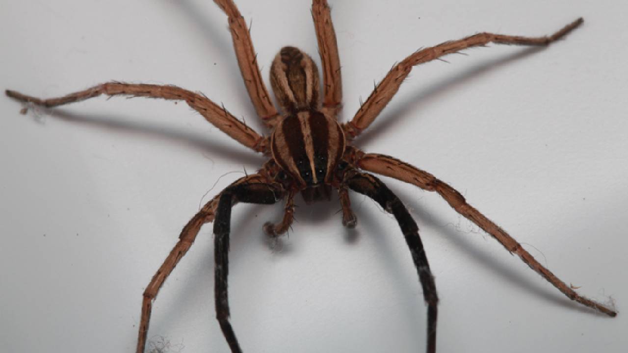 ಜೇಡ ಕಚ್ಚಿದ ಪರಿಣಾಮ ಮಹಿಳೆಯ ಸ್ಥಿತಿ ಗಂಭೀರ!