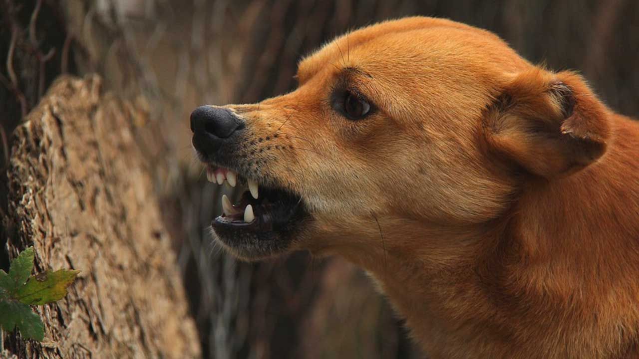 ಪುಟ್ಟ ಬಾಲಕಿಯ ಮೇಲೆ ಬೀದಿ ನಾಯಿ ದಾಳಿ