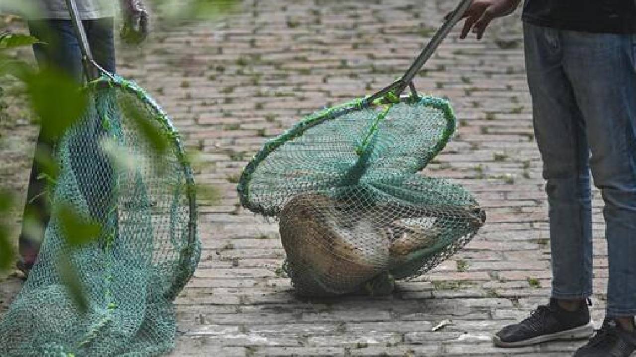 ತಕ್ಷಣ ಬೀದಿ ನಾಯಿಗಳನ್ನು ತೆರವುಗೊಳಿಸಿ- ಸುಪ್ರೀಂ ಖಡಕ್‌ ಆದೇಶ