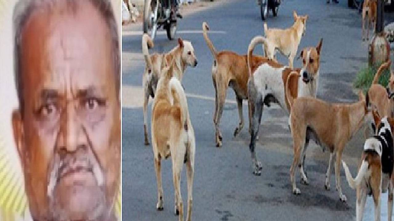 Street Dog attack: ಬೆಂಗಳೂರಿನಲ್ಲಿ ಬೀದಿನಾಯಿಗಳ ಬರ್ಬರ ದಾಳಿಗೆ ವೃದ್ಧ ಬಲಿ