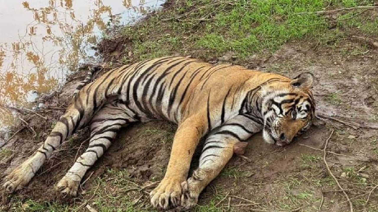 Tigers Death: ಬಂಡಿಪುರದಲ್ಲಿ ಮತ್ತೊಂದು ಹುಲಿ ಶವ ಪತ್ತೆ