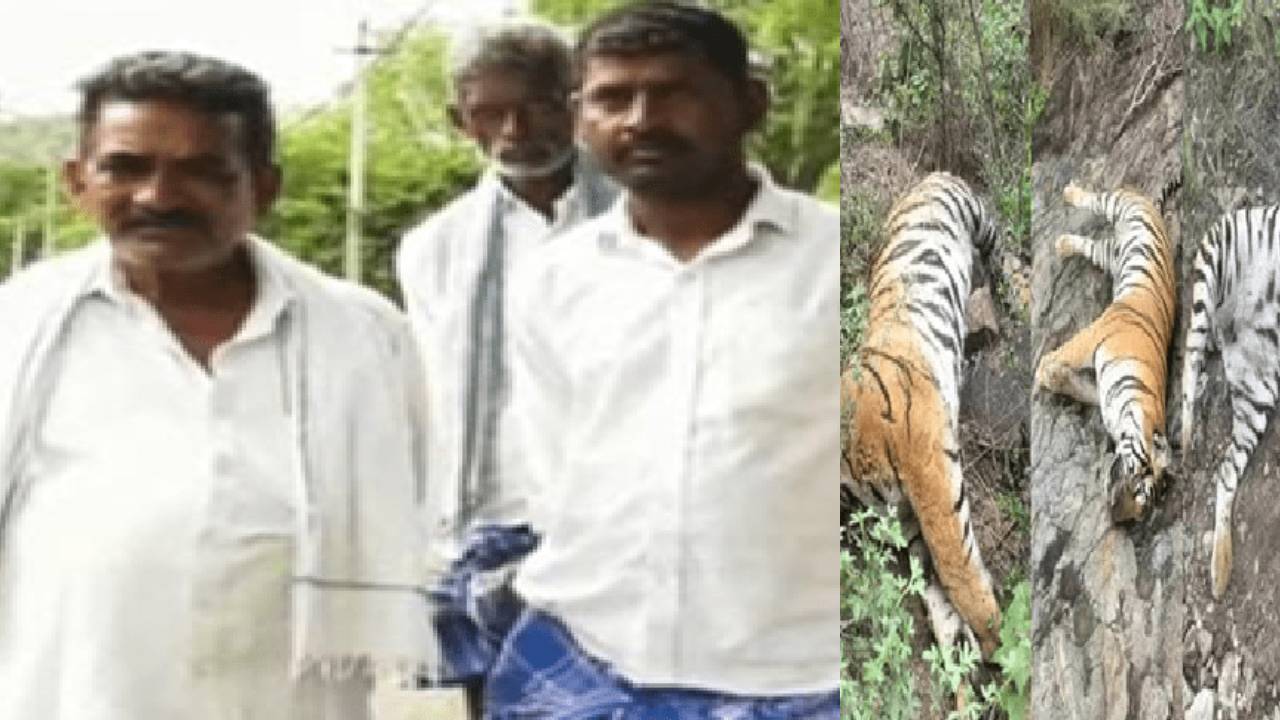 ಮಲೆ ಮಹದೇಶ್ವರ ಬೆಟ್ಟದಲ್ಲಿ ಐದು ಹುಲಿಗಳ ಹತ್ಯೆ: ವಿಷವಿಕ್ಕಿದ ಮೂವರ ಬಂಧನ