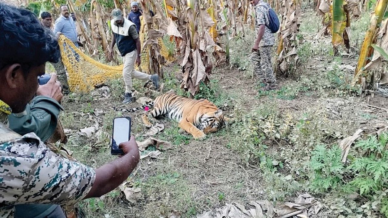 ಮೈಸೂರಿಗೆ ವರ್ಷವಿಡೀ ಕಾಡಿದ ವನ್ಯಜೀವಿ ಉಪದ್ರವ!