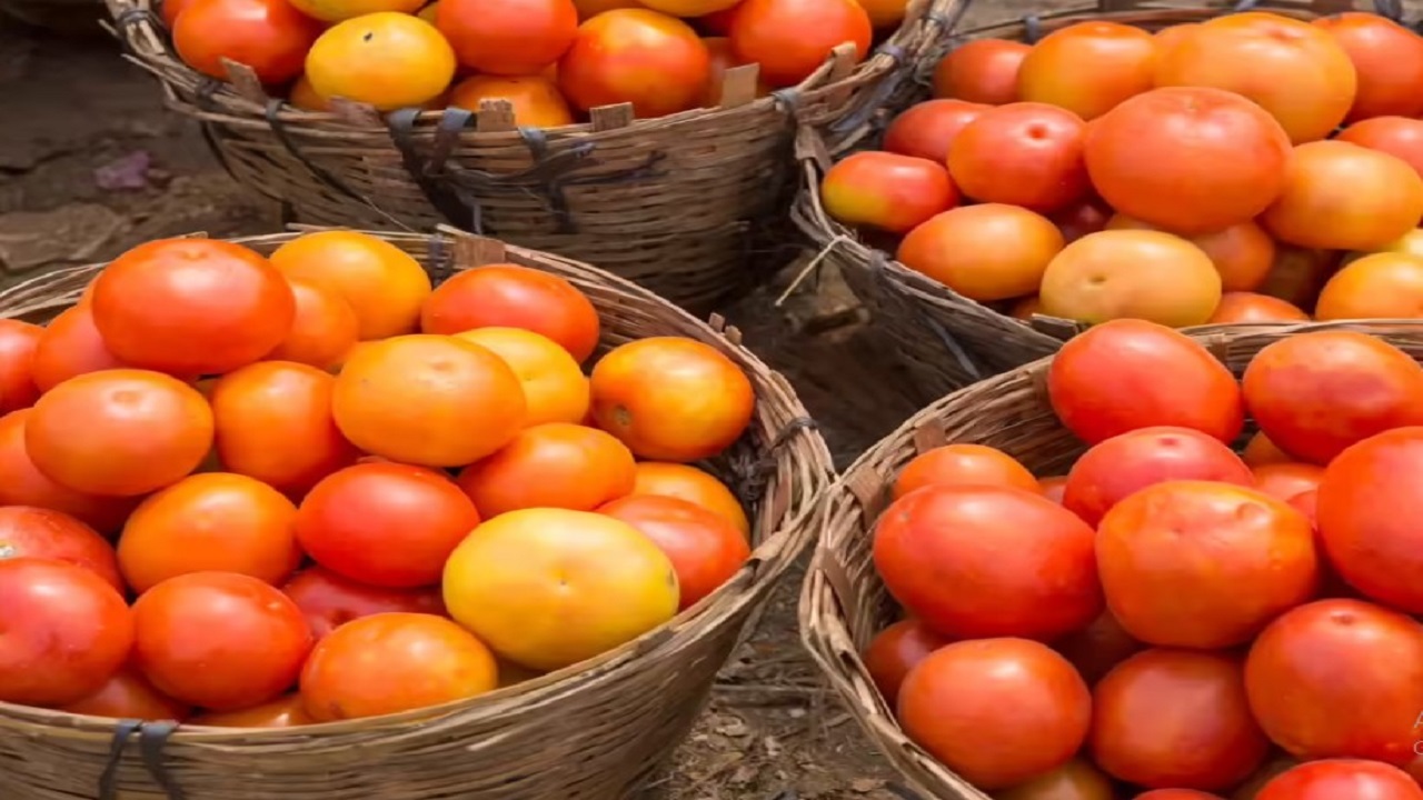 ಏಕಾಏಕಿ ಕುಸಿದ ಟೊಮೇಟೊ ದರ: ರೈತರು ಕಂಗಾಲು
