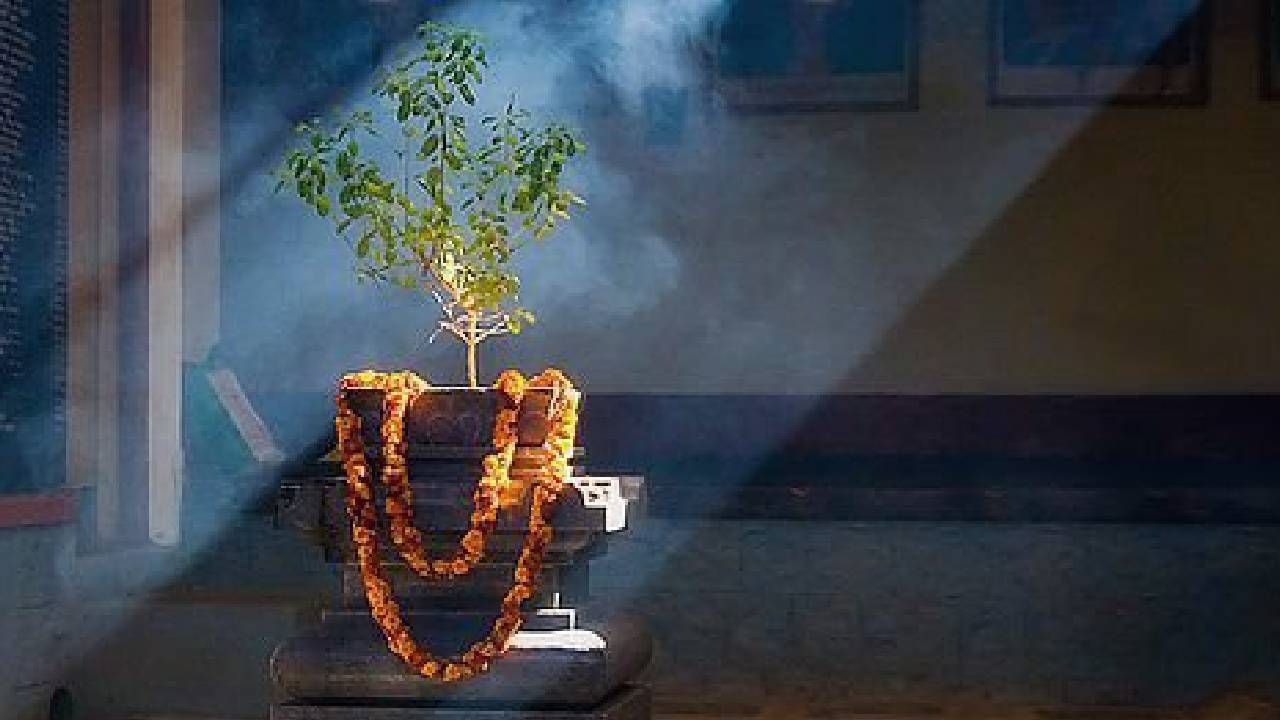 ಇಂದು ನಾಡಿನೆಲ್ಲೆಡೆ ತುಳಸಿ ಹಬ್ಬದ ಸಂಭ್ರಮ