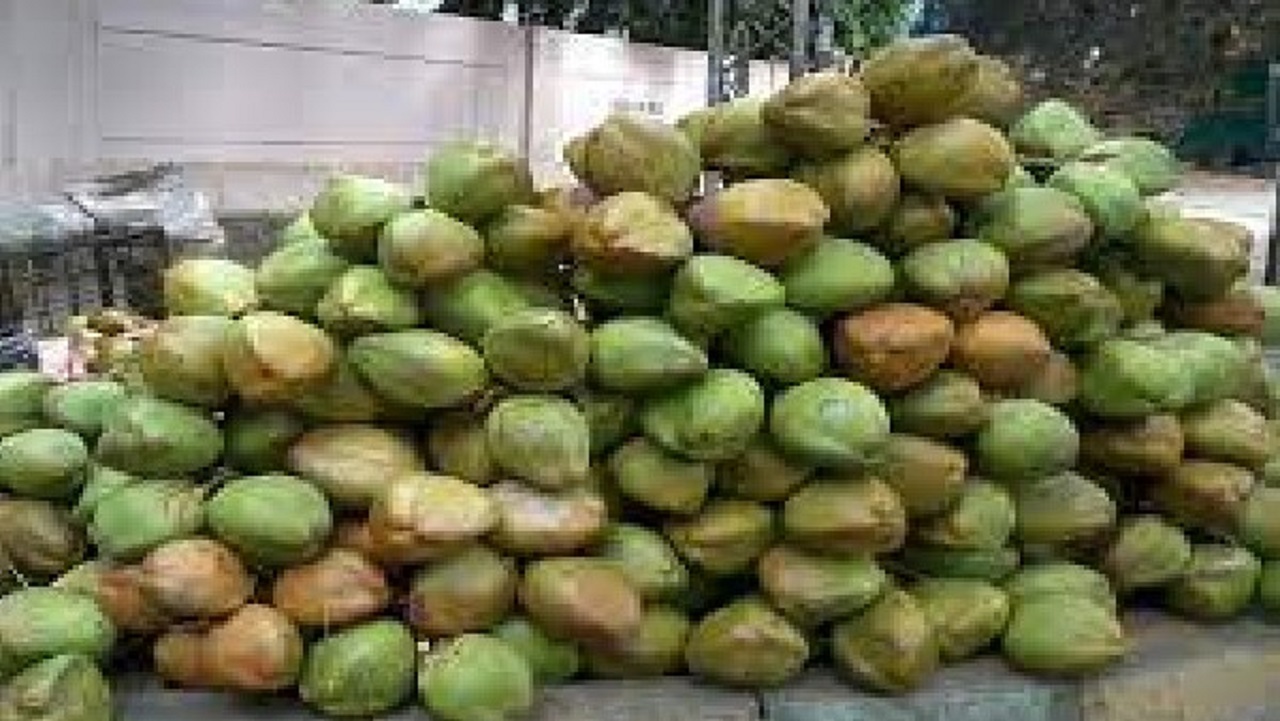 Tender Coconut Price Fall: ತೀವ್ರ ಕುಸಿತ ಕಂಡ ಎಳನೀರು ಬೆಲೆ