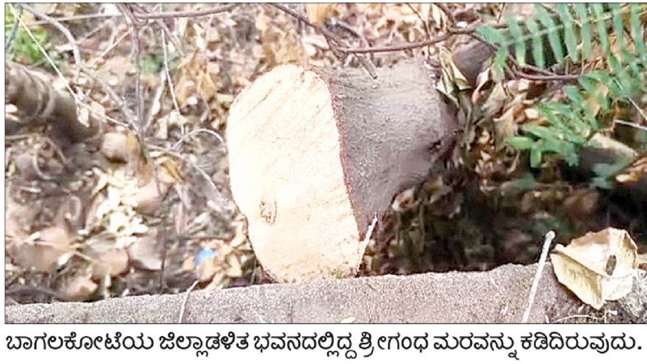 ಬೆಳೆಗಾರರಿಗೆ ಶ್ರೀಗಂಧದ ರಕ್ಷಣೆ ಚಿಂತೆ