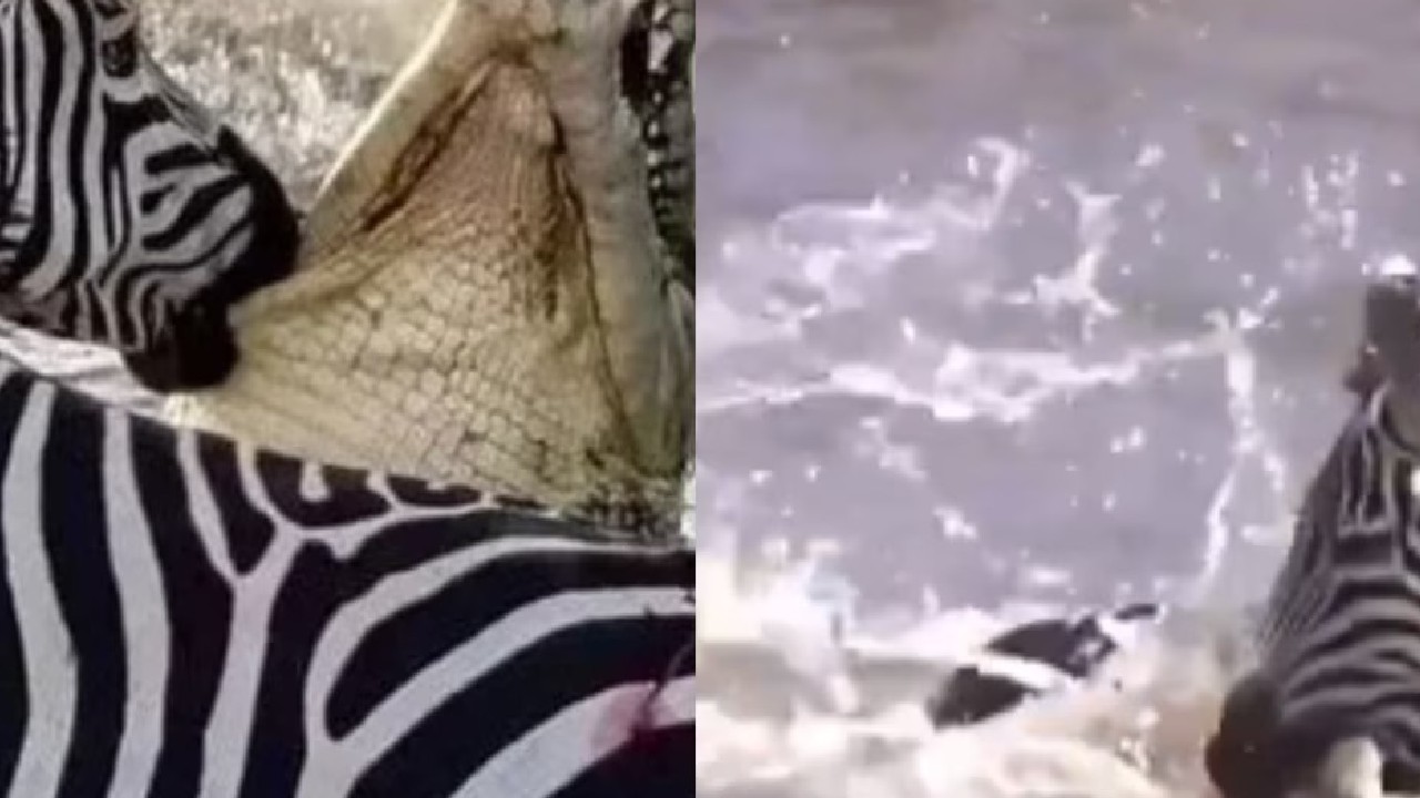ಮೊಸಳೆಯಿಂದ ಪಾರಾದ ಜೀಬ್ರಾ
